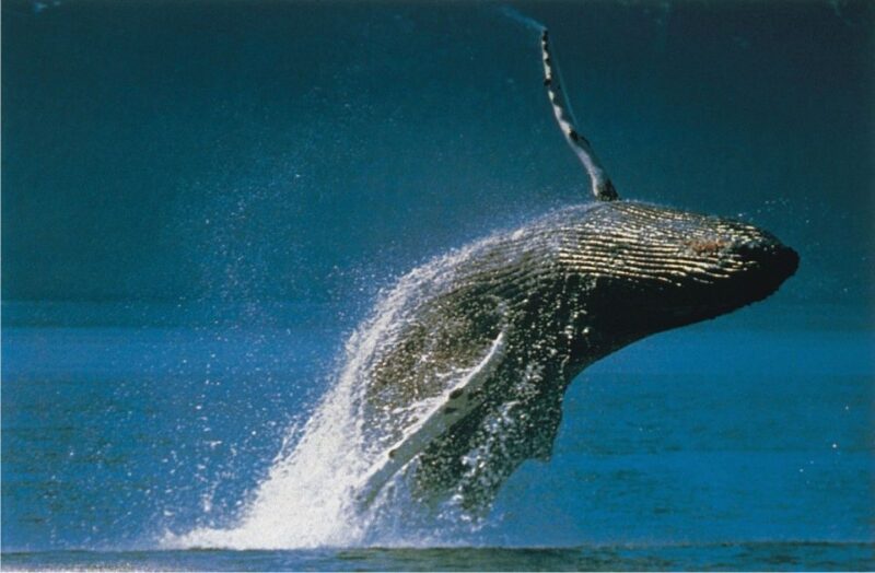 Plettenberg Bay: Whale-Watching Cruise - Good To Know
