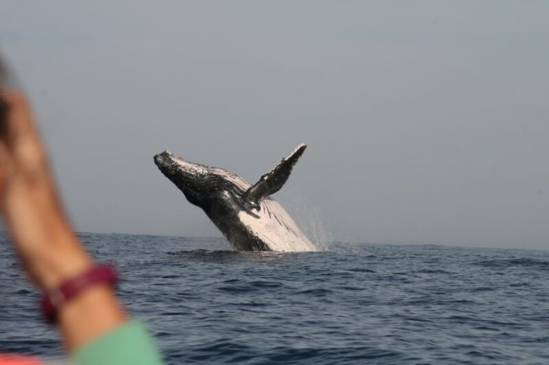 Plettenberg Bay: Whale-Watching Cruise - Preparing for the Cruise