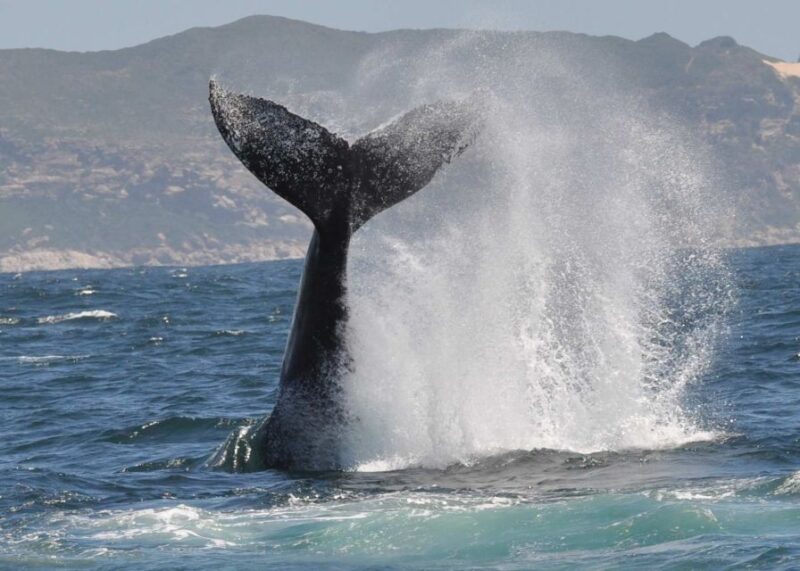 Plettenberg Bay: Whale-Watching Cruise - Launching Through the Surf