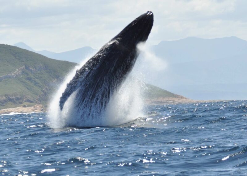 Plettenberg Bay: Whale-Watching Cruise - Sighting Southern Right Whales
