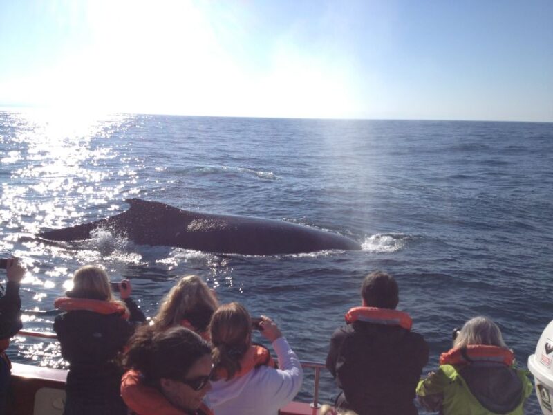 Plettenberg Bay: Whale-Watching Cruise - Encountering Humpback Whales