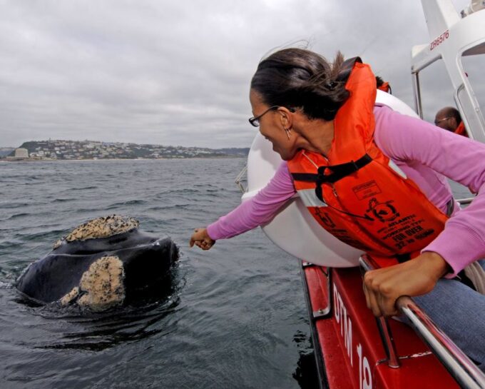 Plettenberg Bay: Whale-Watching Cruise - Observing the Seal Colony