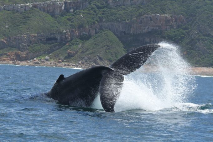 Plettenberg Bay: Whale-Watching Cruise - Potential Shark Sightings