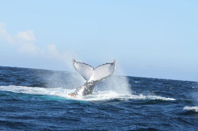 Plettenberg Bay: Whale-Watching Cruise - Frequently Asked Questions