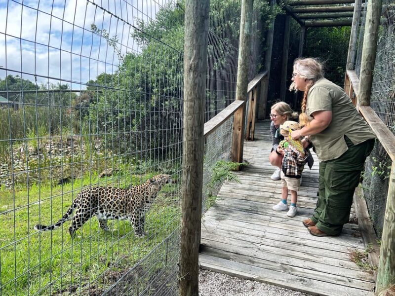 Plettenberg Bay: Wild Cat and Wildlife Guided Tour - Key Points