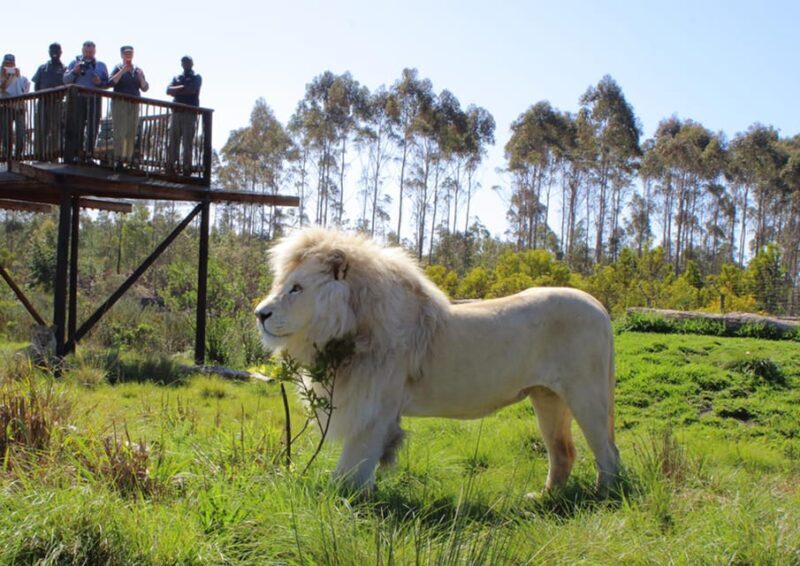 Plettenberg Bay: Wild Cat and Wildlife Guided Tour - An Honest Look at the Experience