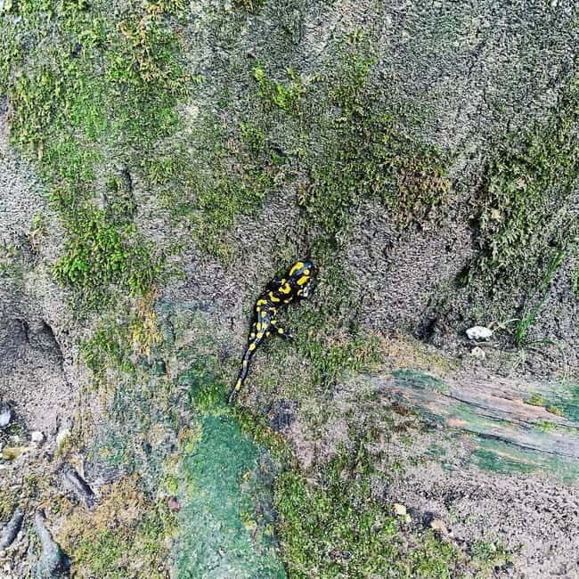 Plitvice Lakes National Park: Walking, Boat, and Train Tour - Who Will Love This Tour?