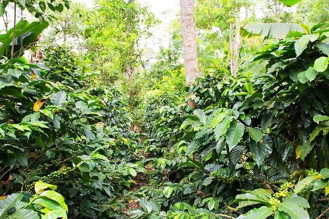 Pluma Hidalgo Coffee Experience - An In-Depth Look at the Tour Experience
