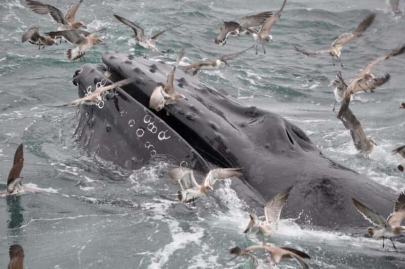 Plymouth: Whale Watching Cruise - Why this whale watching cruise stands out