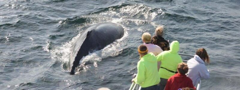 Plymouth: Whale Watching Cruise - The Practical Details