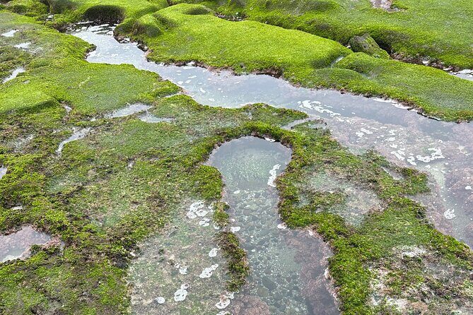 Point Loma Tide Pool Tour - A Detailed Look at the Tour Experience
