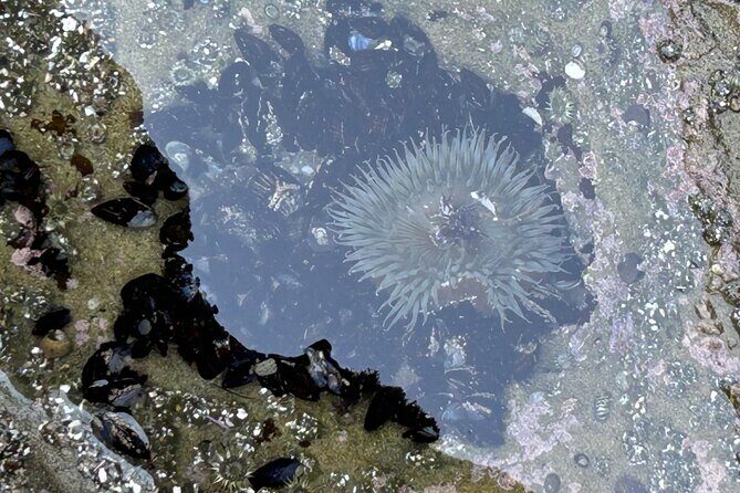 Point Loma Tide Pool Tour - Final Thoughts