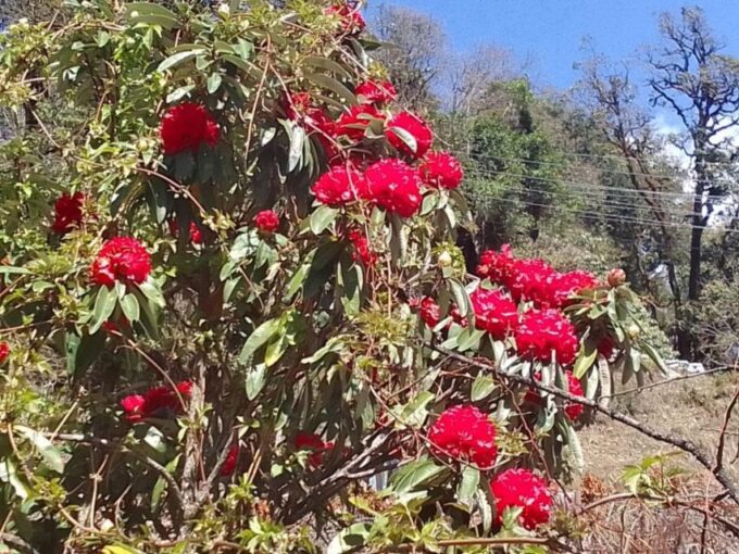 Pokhara: 11-Day Annapurna Circuit Guided Trek Via Tilicho - Trekking Experience