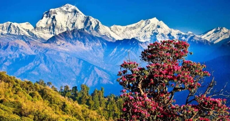 Pokhara: 3 days Trek to Poon hill - What Makes This Trek Stand Out?