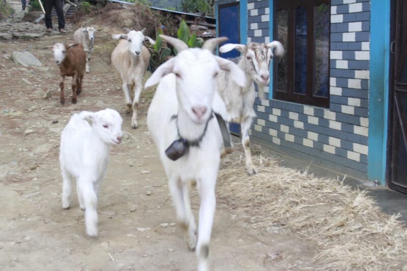 Pokhara: 4 Day Easy Australian Camp, Dhampus, Astam Trek - Important Information
