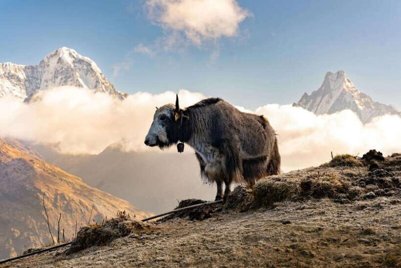 Pokhara: 4-Day Mardi Himal Trek with Guide & Himalayan Views - An Introduction to the Mardi Himal Trek