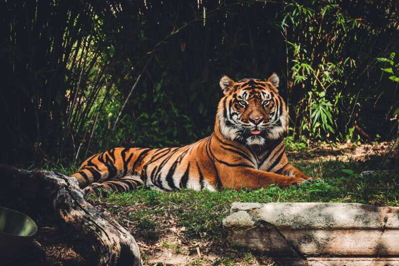 Pokhara: 5-Day Chitwan Wildlife & Lumbini Pilgrimage Tour - FAQs  