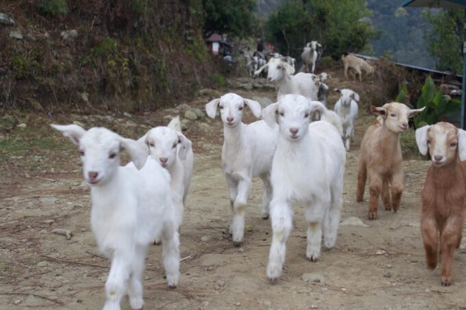 Pokhara: One Night Camping, Campfire Stay at Australian Camp - Transportation and Accessibility