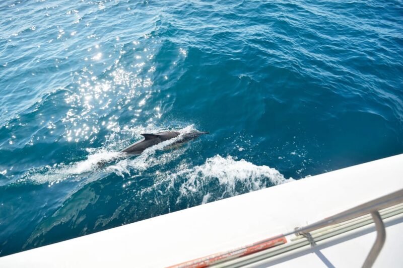Pollença: Dolphin Watching Boat Excursion - Itinerary