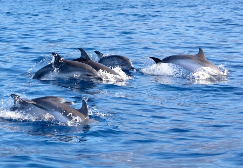 Pollença: Dolphin Watching Boat Excursion - Dolphin Watching Experience