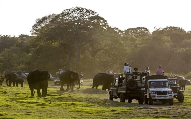 Polonnaruwa Ancient City and Wildlife Safari from Dambulla - What the Reviews Say