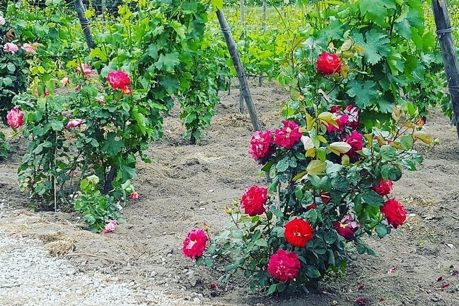 Pompei Archeological site and Wine tasting Experience - Why Travelers Love This Experience