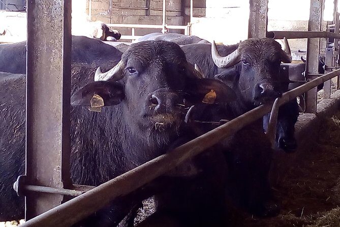 Pompeii and Herculaneum Skip-The-Line with Lunch and Wine Tasting from Rome - Why This Tour Might Be a Great Choice for You