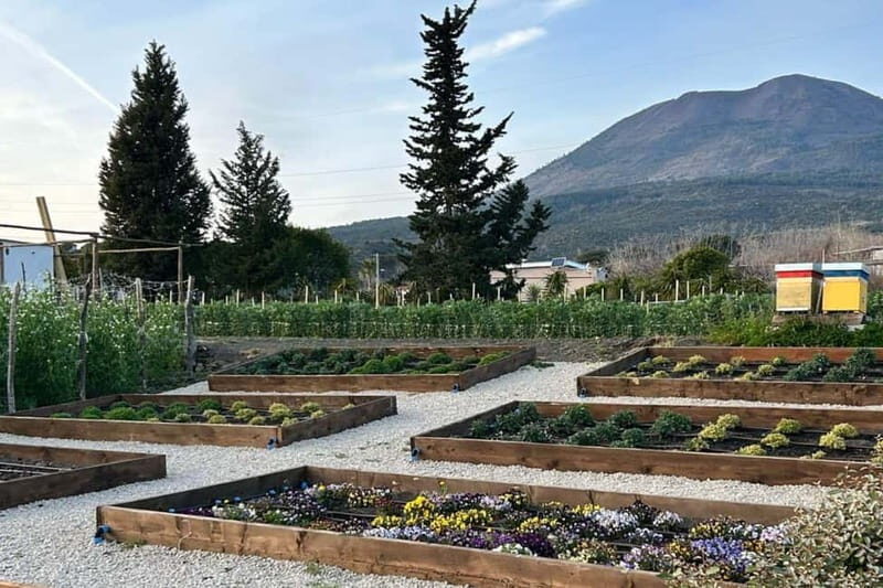 Pompeii: Dinner in a Farm To Table property on Mt. Vesuvius - Key Points