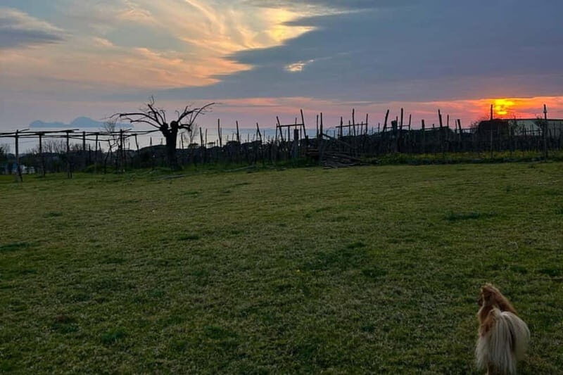 Pompeii: Dinner in a Farm To Table property on Mt. Vesuvius - Final Thoughts: Is It Worth It?