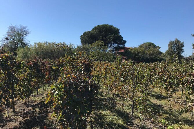 Pompeii, food and Wine - An In-Depth Look at the Pompeii, Food, and Wine Tour