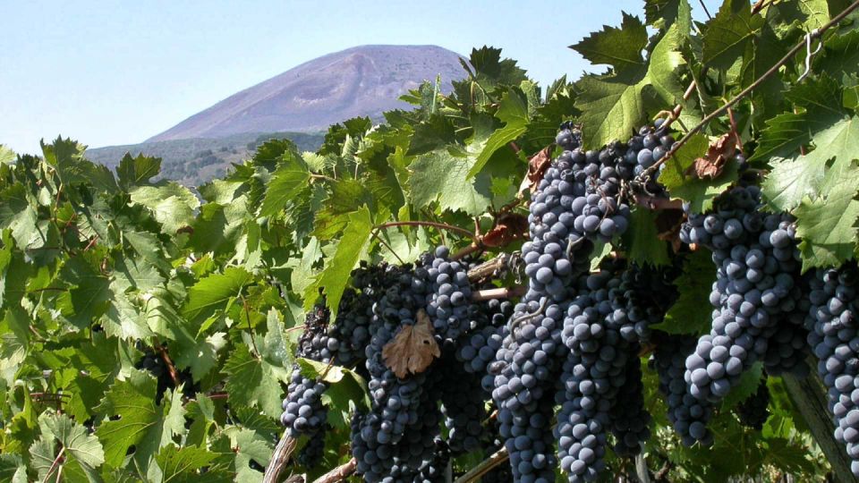 Pompeii: Guided Tour & Wine Tasting at Mt. Vesuvius - Relax at Vesuvius Vineyard
