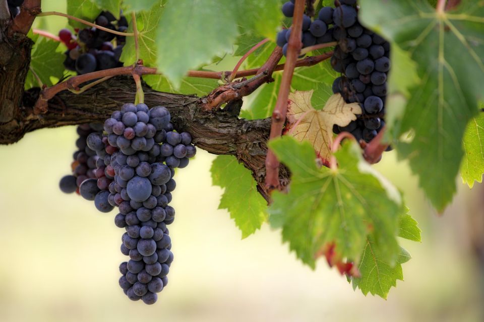 Pompeii Ruins and Wine Tasting Tour - Transportation Details