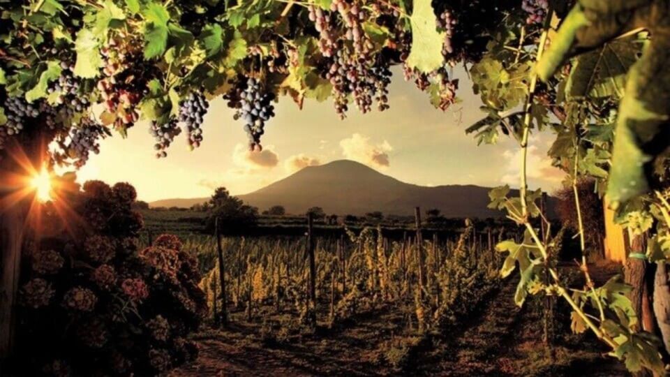 Pompeii Ruins and Wine Tasting Tour - Requirements and Inclusions