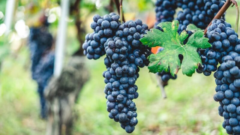 Pompeii Tour & Lunch with Wine Tasting Experience - Practical Details and What to Keep in Mind