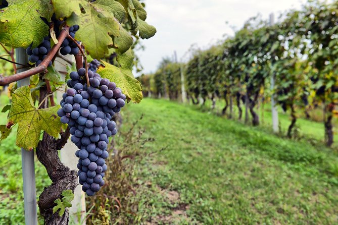 Pompeii, Vesuvius, Wine Tasting and Light Lunch All Inclusive - Trekking to Mount Vesuvius