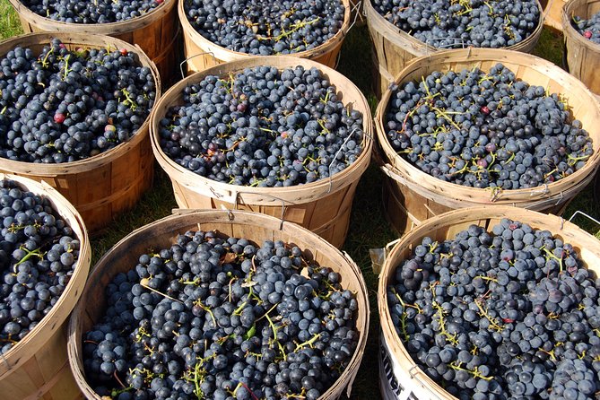 Pompeii, Vesuvius, Wine Tasting and Light Lunch All Inclusive - Winery Lunch and Tasting