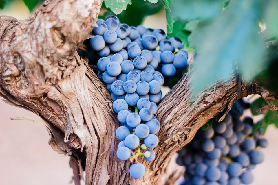 Pompeii & Wine Tasting From Naples - Enjoy Fresh Ingredients and Pairings