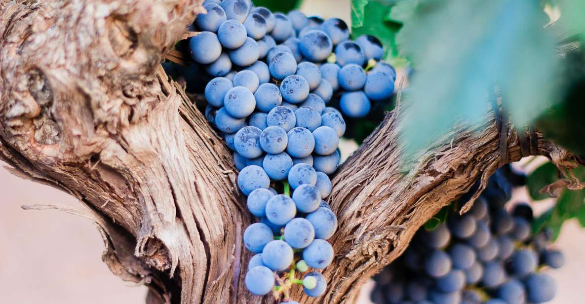 Pompeii & Wine Tasting From Naples - Small Group Limited Participants