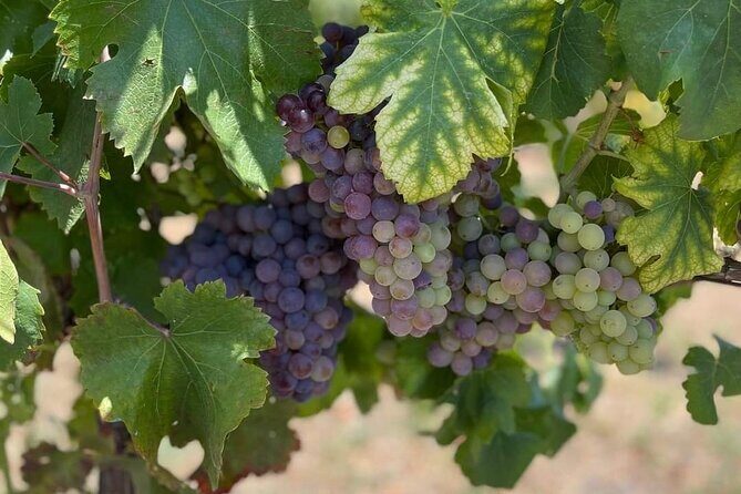 Pompeii & Wine Tasting: Private Day Tour from Naples - Exploring the Pompeii & Vesuvius Wine Tour in Detail