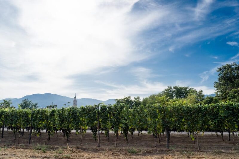 Pompeii Winery Tour, Tasting & Lunch - The Culinary Experience