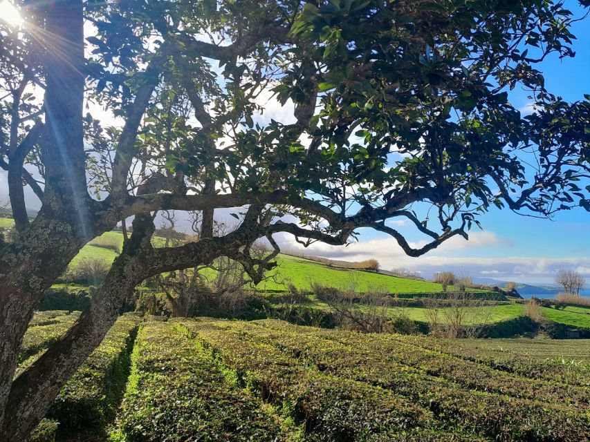 Ponta Delgada: East Circle, Furnas Volcano, & Northeast Tour - Important Information