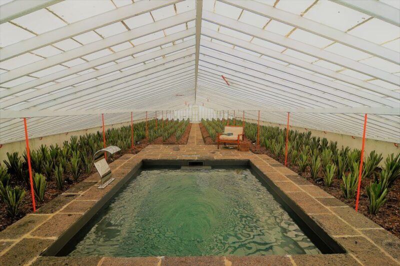 Ponta Delgada: Greenhouse Hot Tube with Pineapple Tour - Who Will Enjoy This Tour?