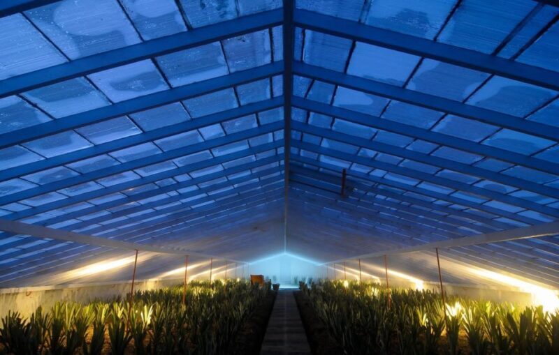 Ponta Delgada: Greenhouse Hot Tube with Pineapple Tour - The Sum Up