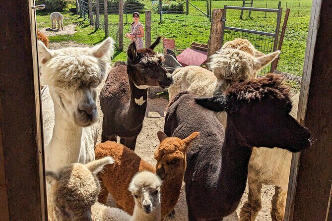 Pontiac Farm Tour - Day Trip From Ottawa & Gatineau - Introduction: Why the Pontiac Farm Tour Stands Out