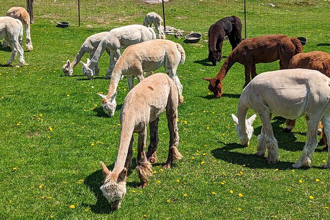 Pontiac Farm Tour - Day Trip From Ottawa & Gatineau - FAQs