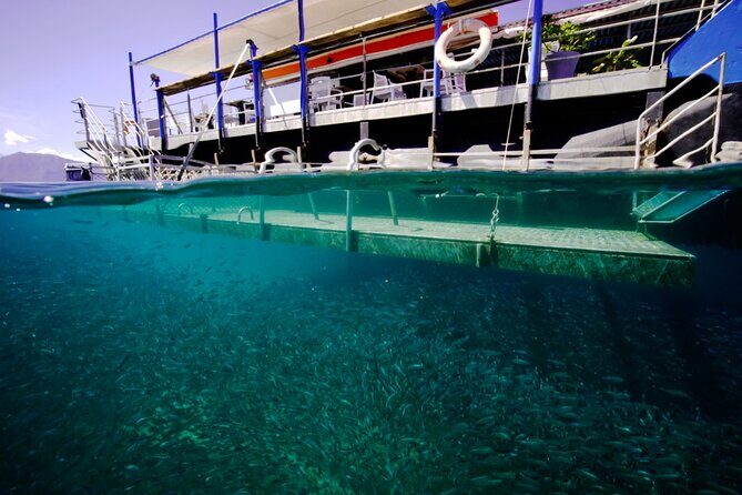 Ponton Day Trip SWIM with fishs All meals included & Transport - Who Should Book This Tour?