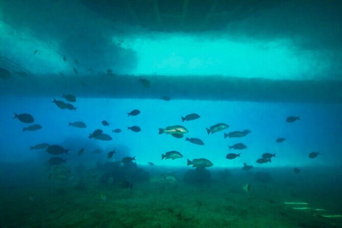 Ponton Day Trip SWIM with fishs All meals included & Transport - FAQ