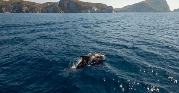Ponza: Island & Palmarola Cruise With Swimming & Lunch - Suggested Packing