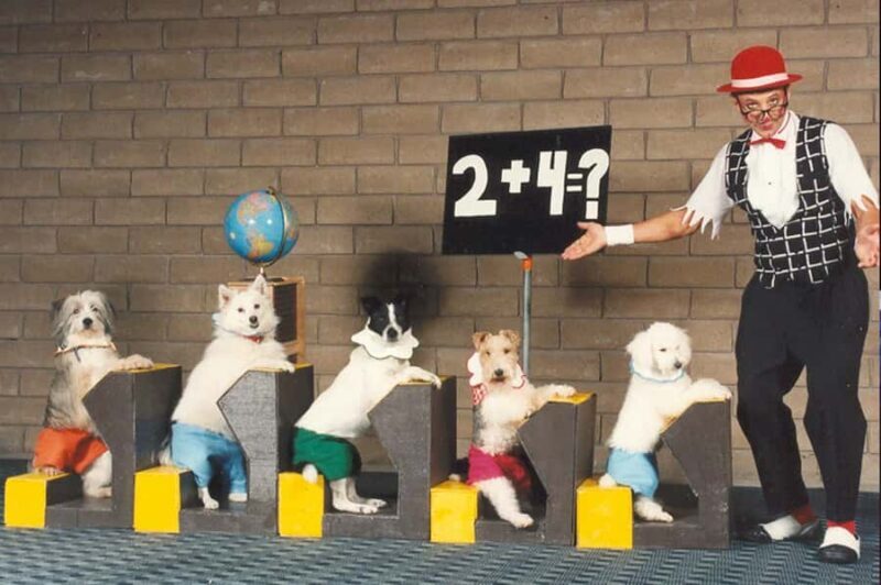 Popovich Comedy Pet Theater in Las Vegas - Authentic Experiences from Visitors