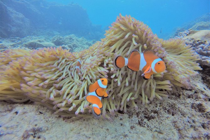 Popular Blue Cave Snorkel! [Okinawa Prefecture] Feeding & Photo Image Free! English, Chinese Guide Available! - Suitability
